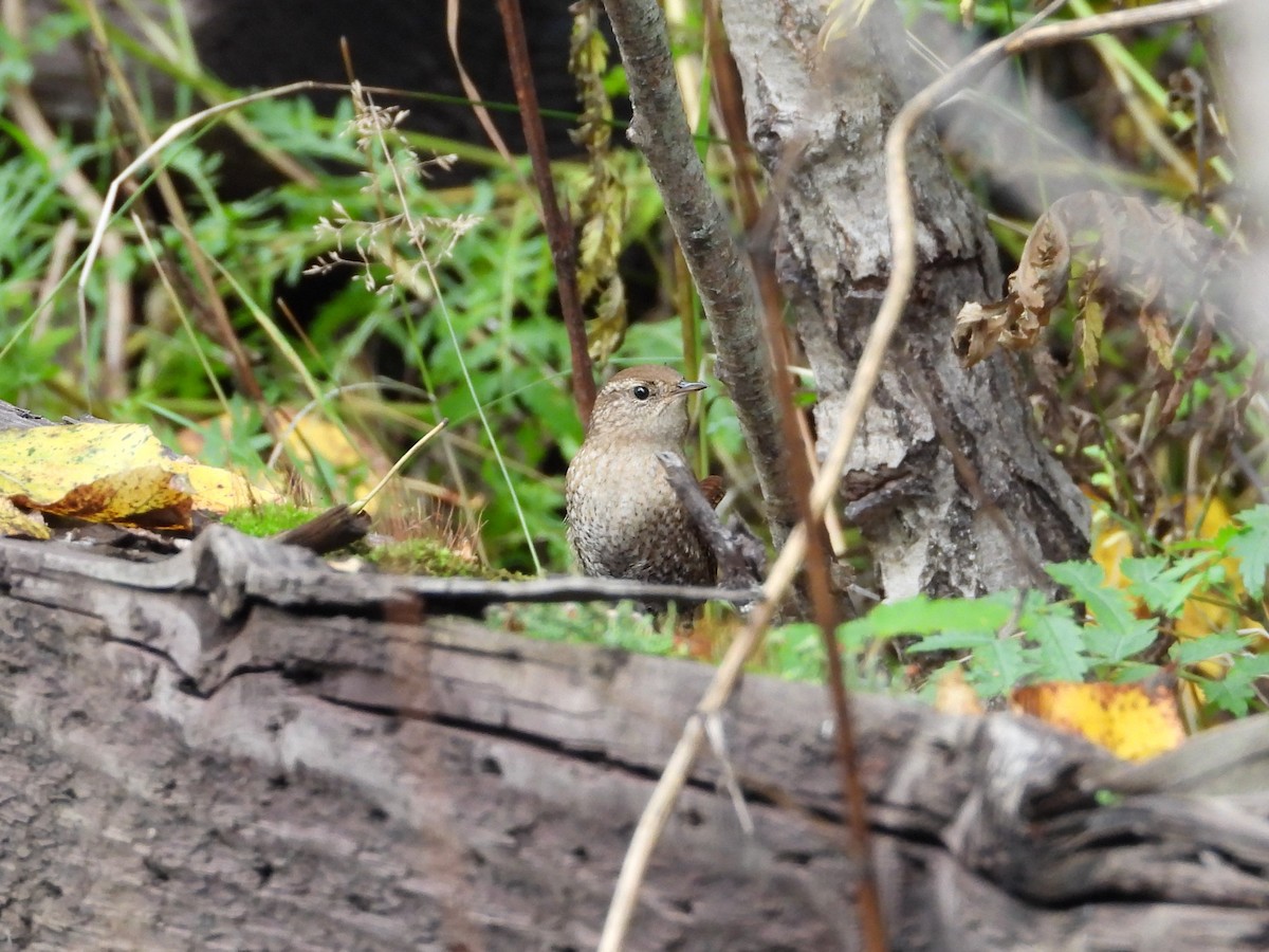 Winter Wren - ML610047072