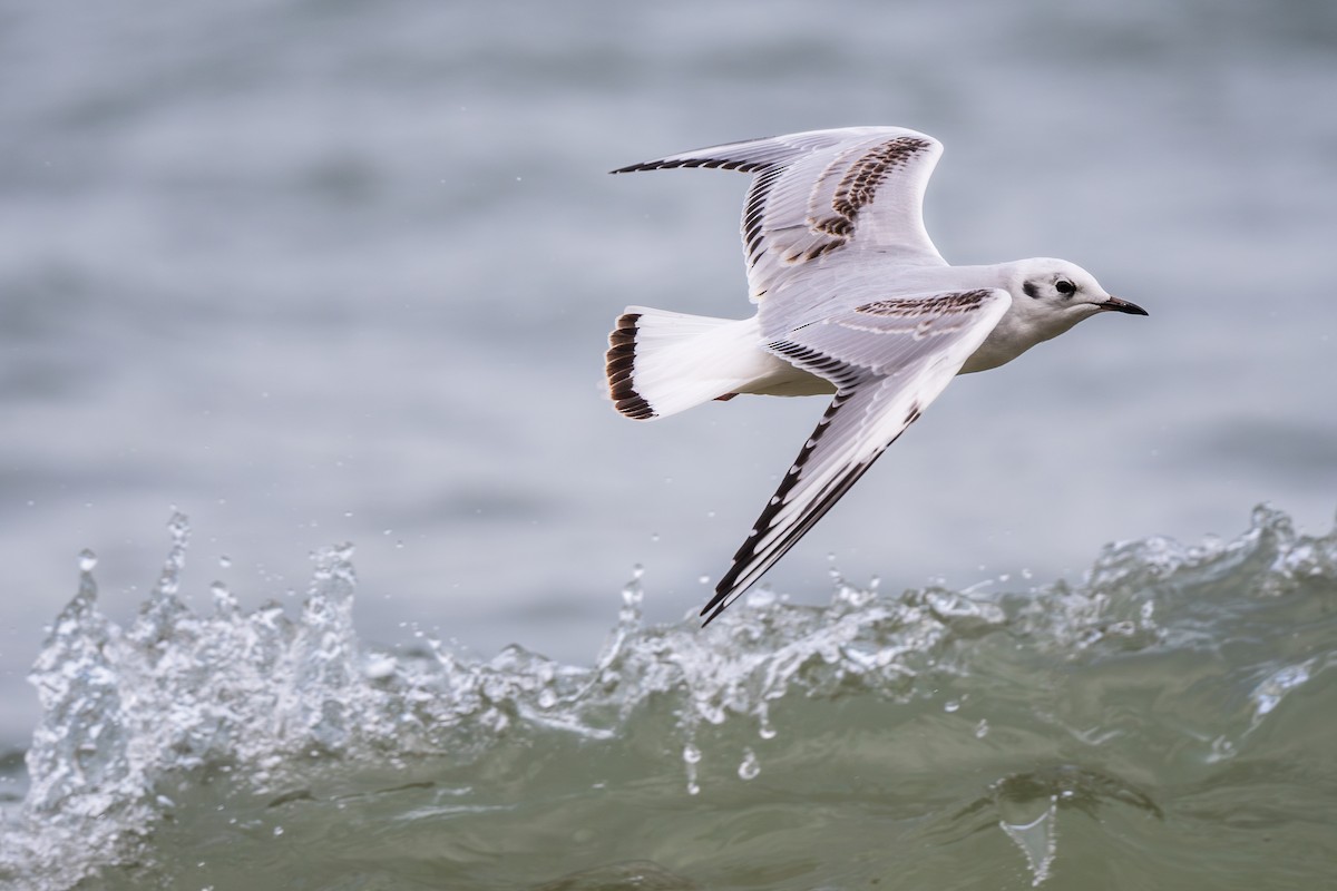 Bonaparte's Gull - ML610047116