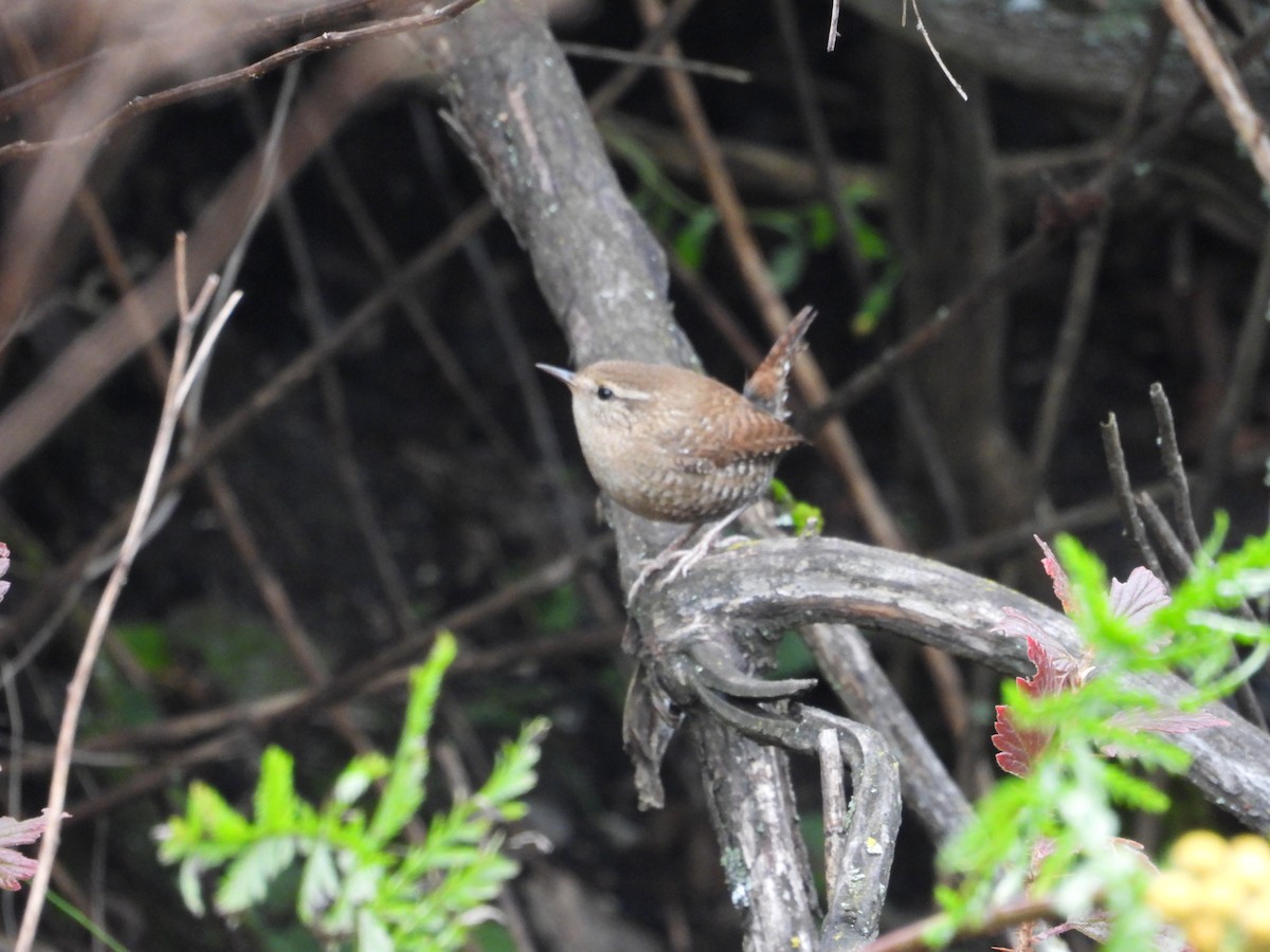 Winter Wren - ML610047141