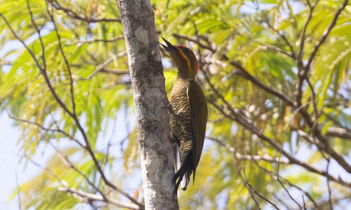 Golden-green Woodpecker (Bar-throated) - ML610047149