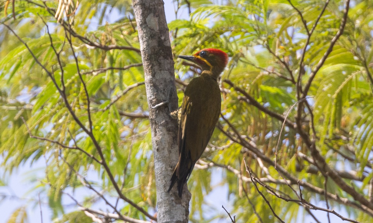 Golden-green Woodpecker (Bar-throated) - Brian Sullivan