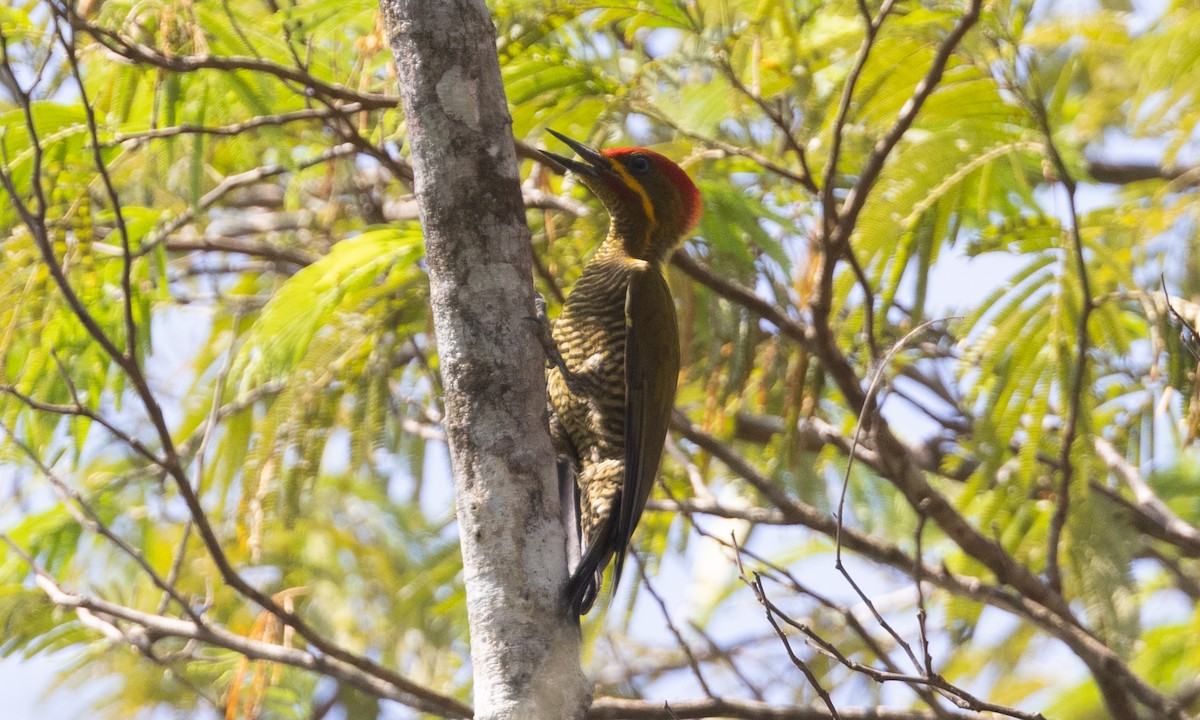 Golden-green Woodpecker (Bar-throated) - ML610047151