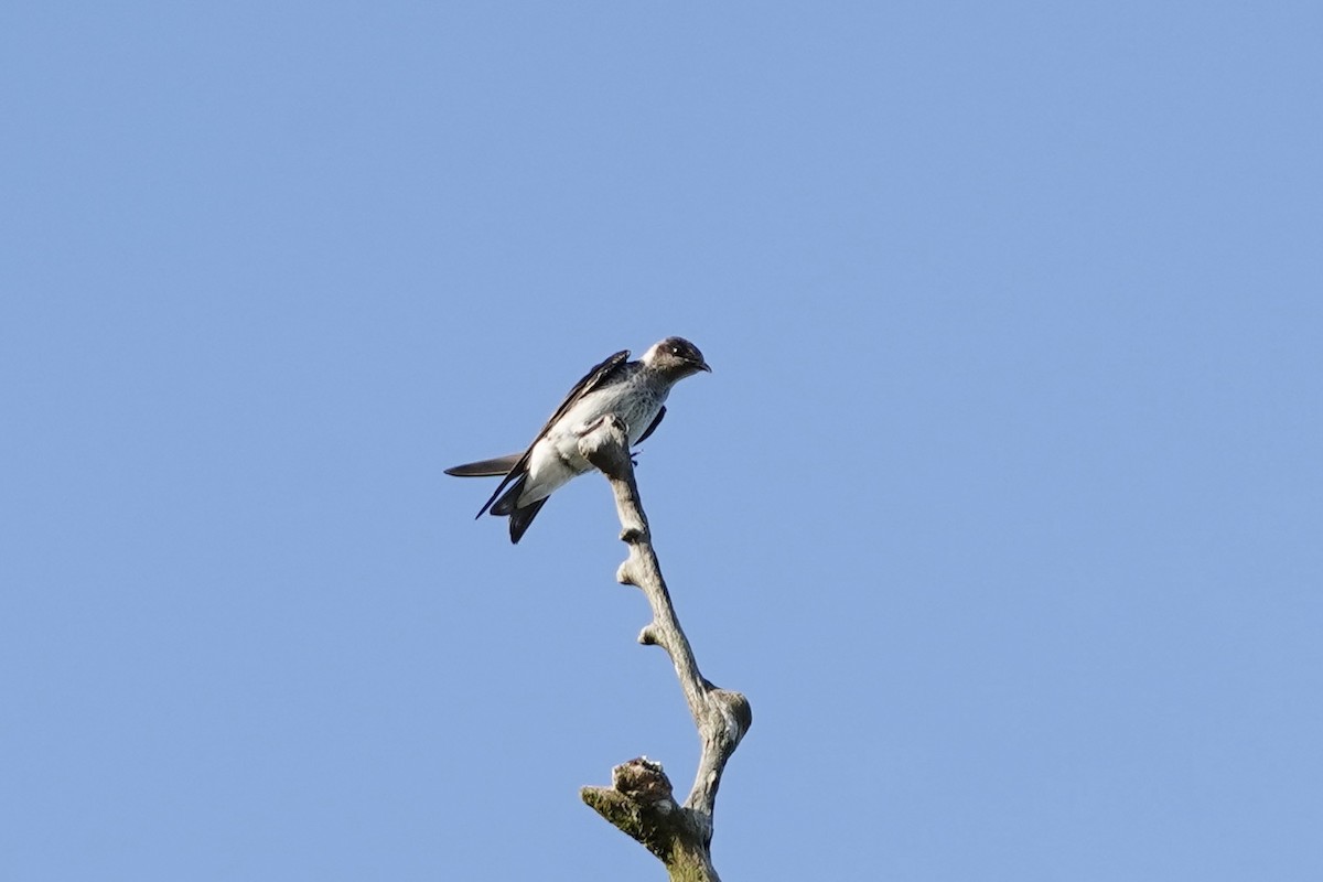 Purple Martin - Carlos Ulate