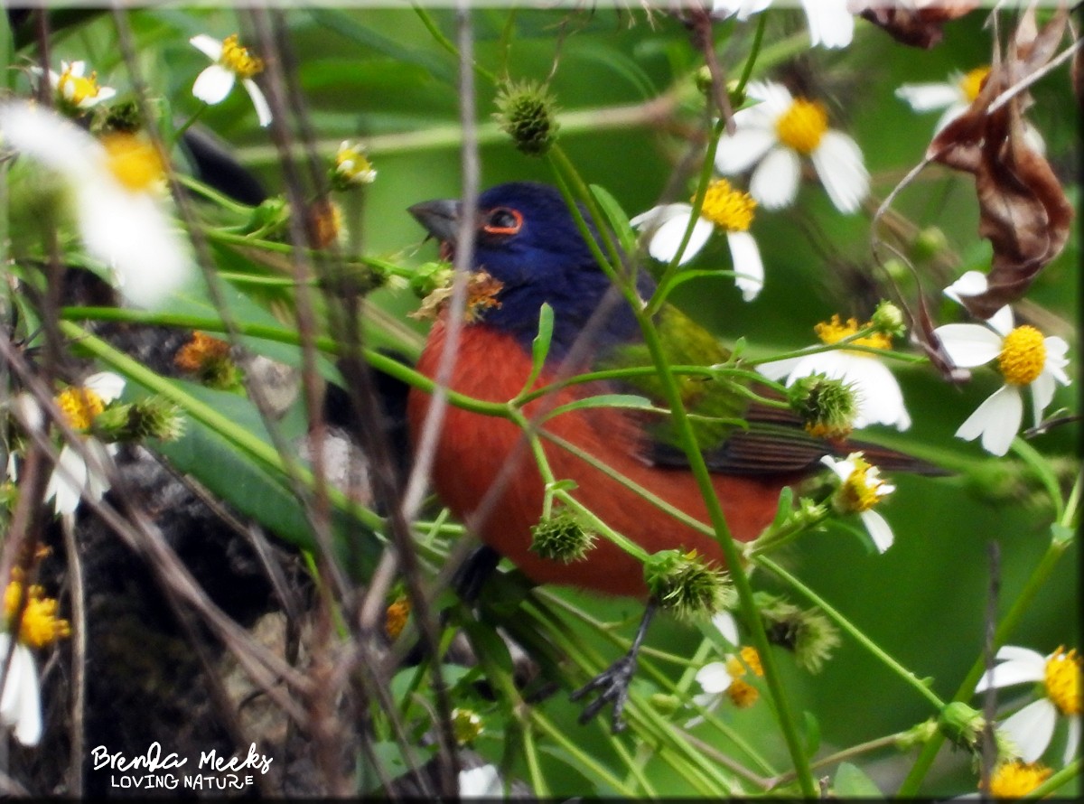 Painted Bunting - ML610047184