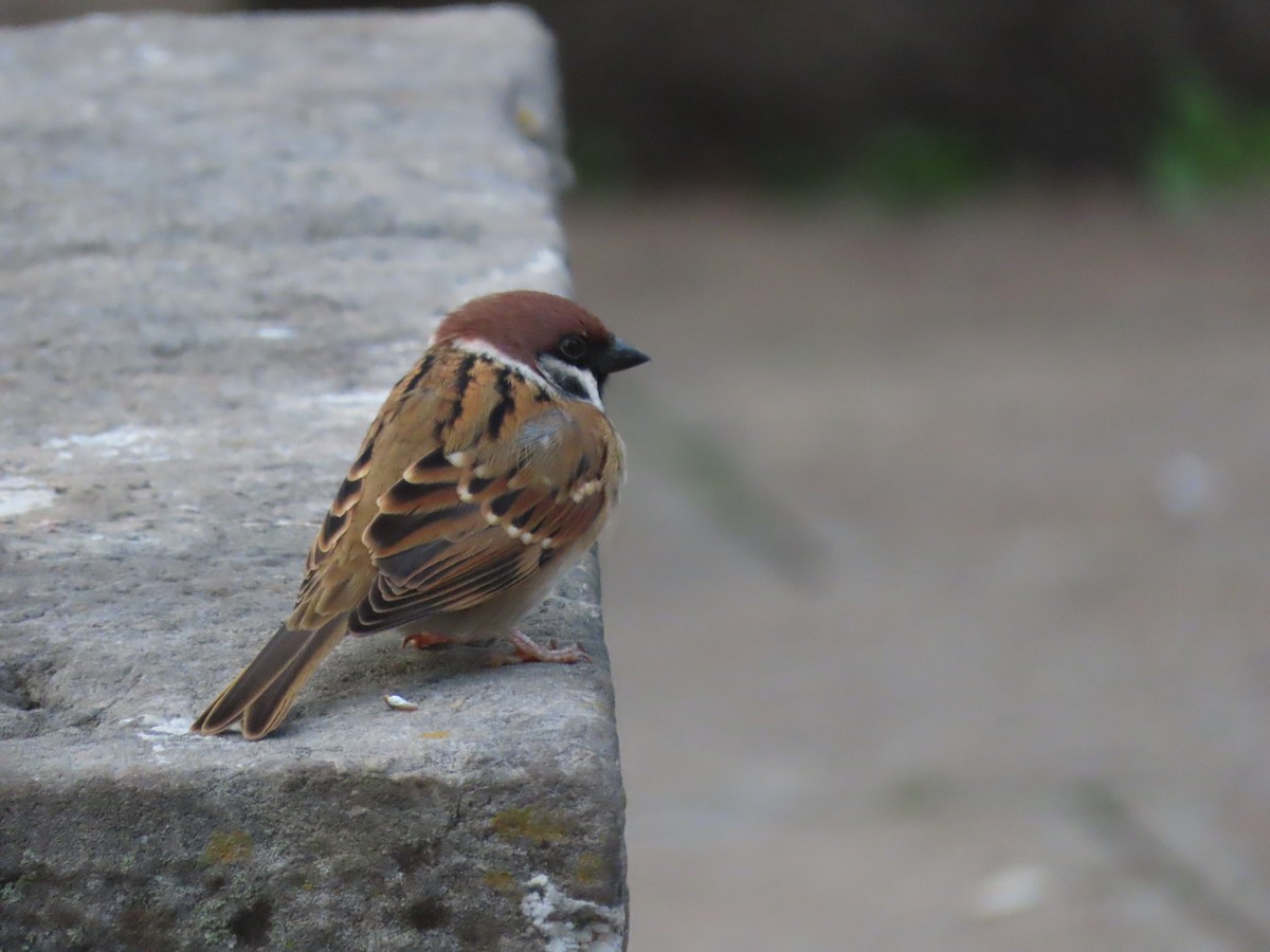 Eurasian Tree Sparrow - ML610047218