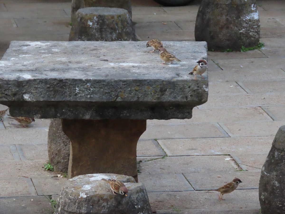 Eurasian Tree Sparrow - ML610047219