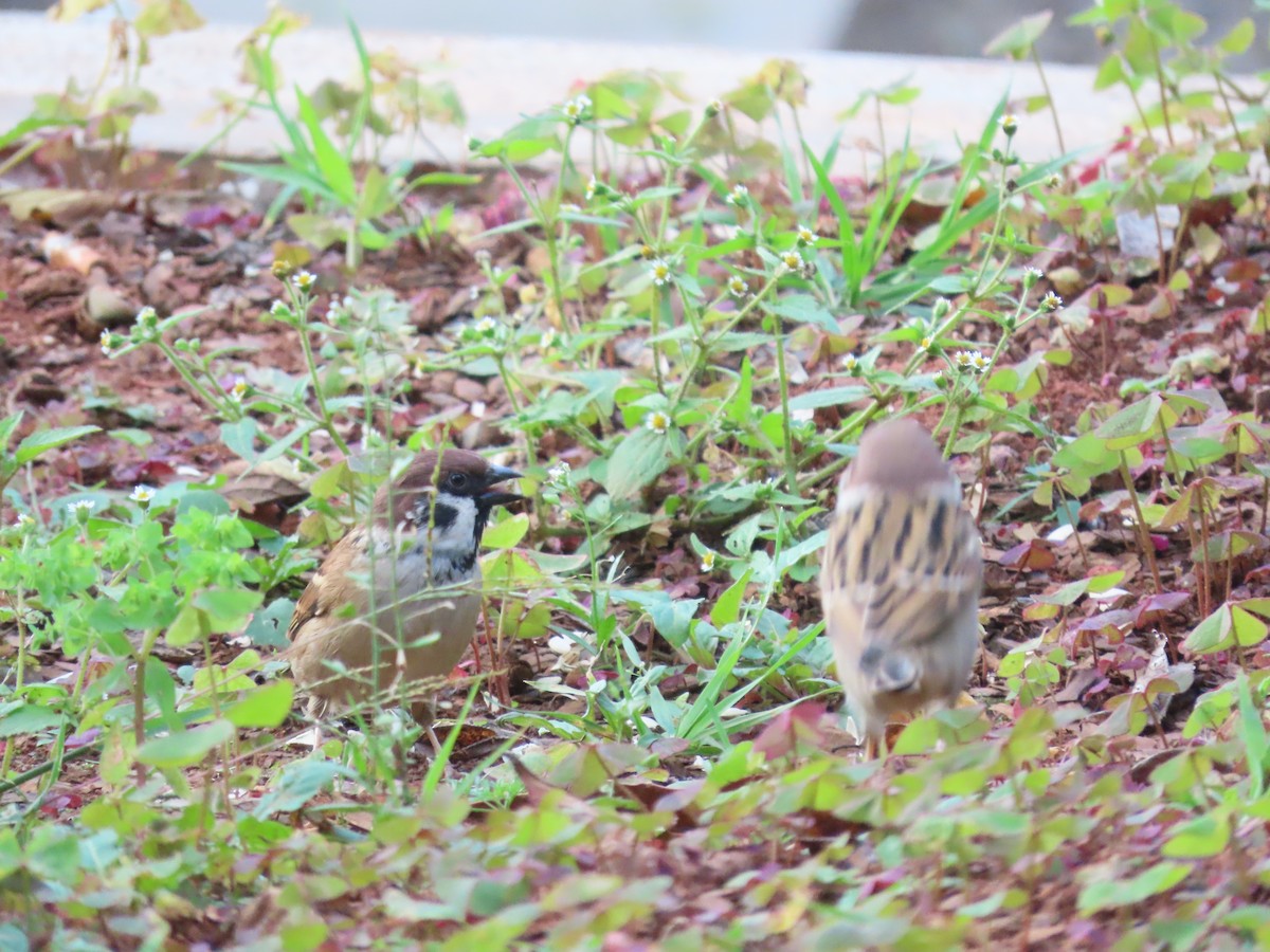 Eurasian Tree Sparrow - ML610047220