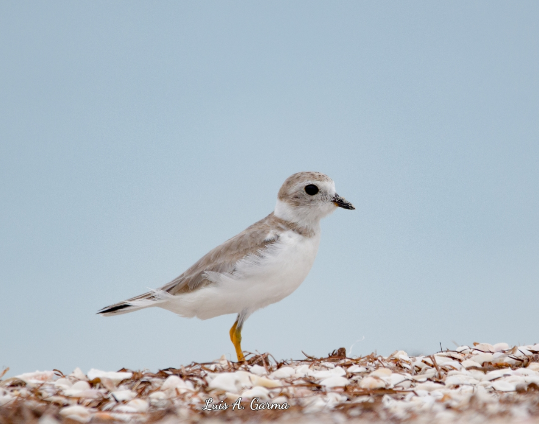 Piping Plover - ML610047237