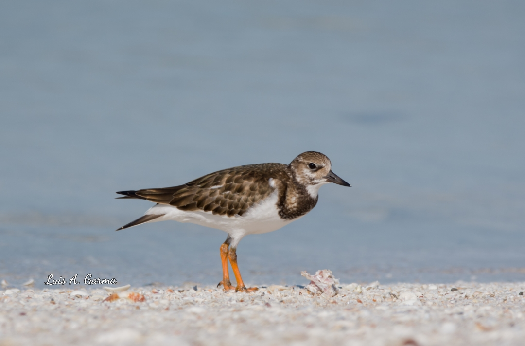 Ruddy Turnstone - ML610047246