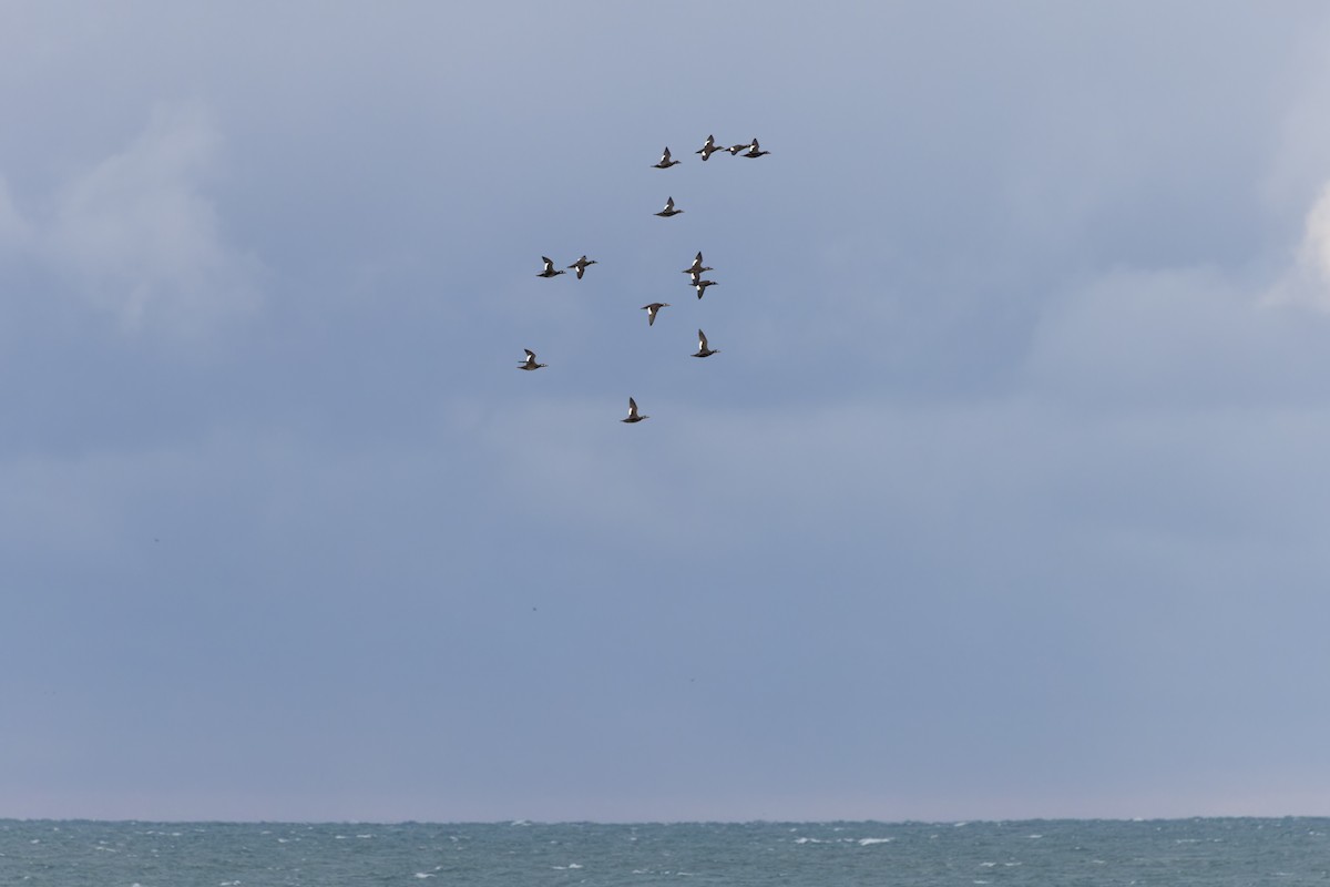 White-winged Scoter - ML610047248