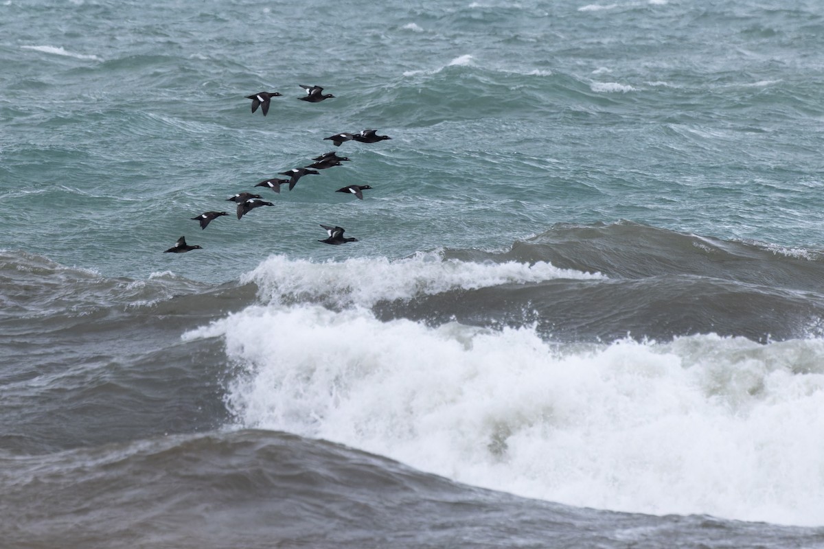 White-winged Scoter - ML610047250