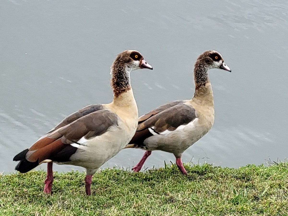 Egyptian Goose - Patty McLean