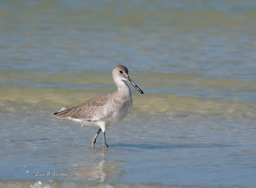 Willet - ML610047278