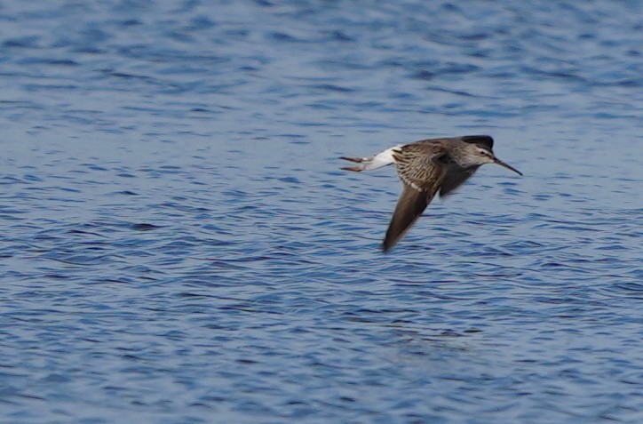 Stilt Sandpiper - Nevine Jacob