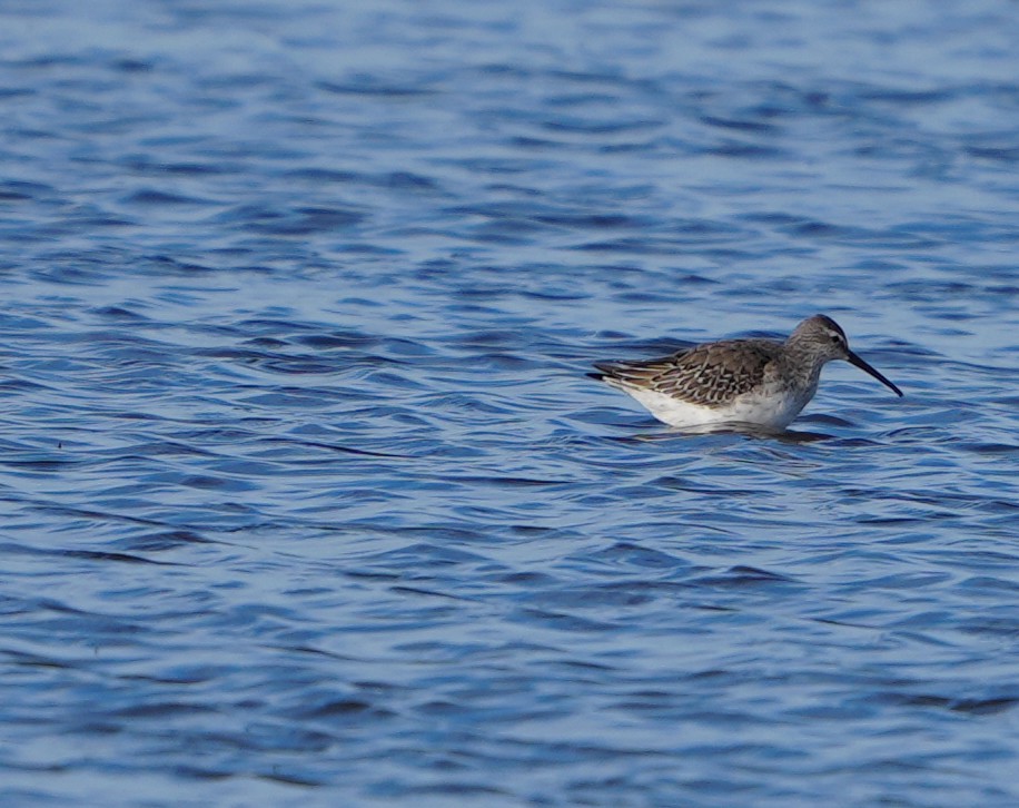 Bindenstrandläufer - ML610047287