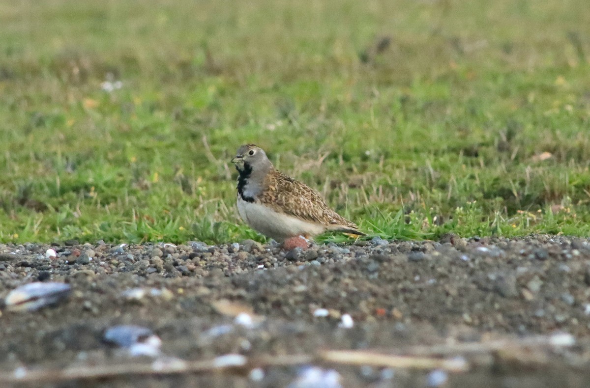 Least Seedsnipe - ML610047295