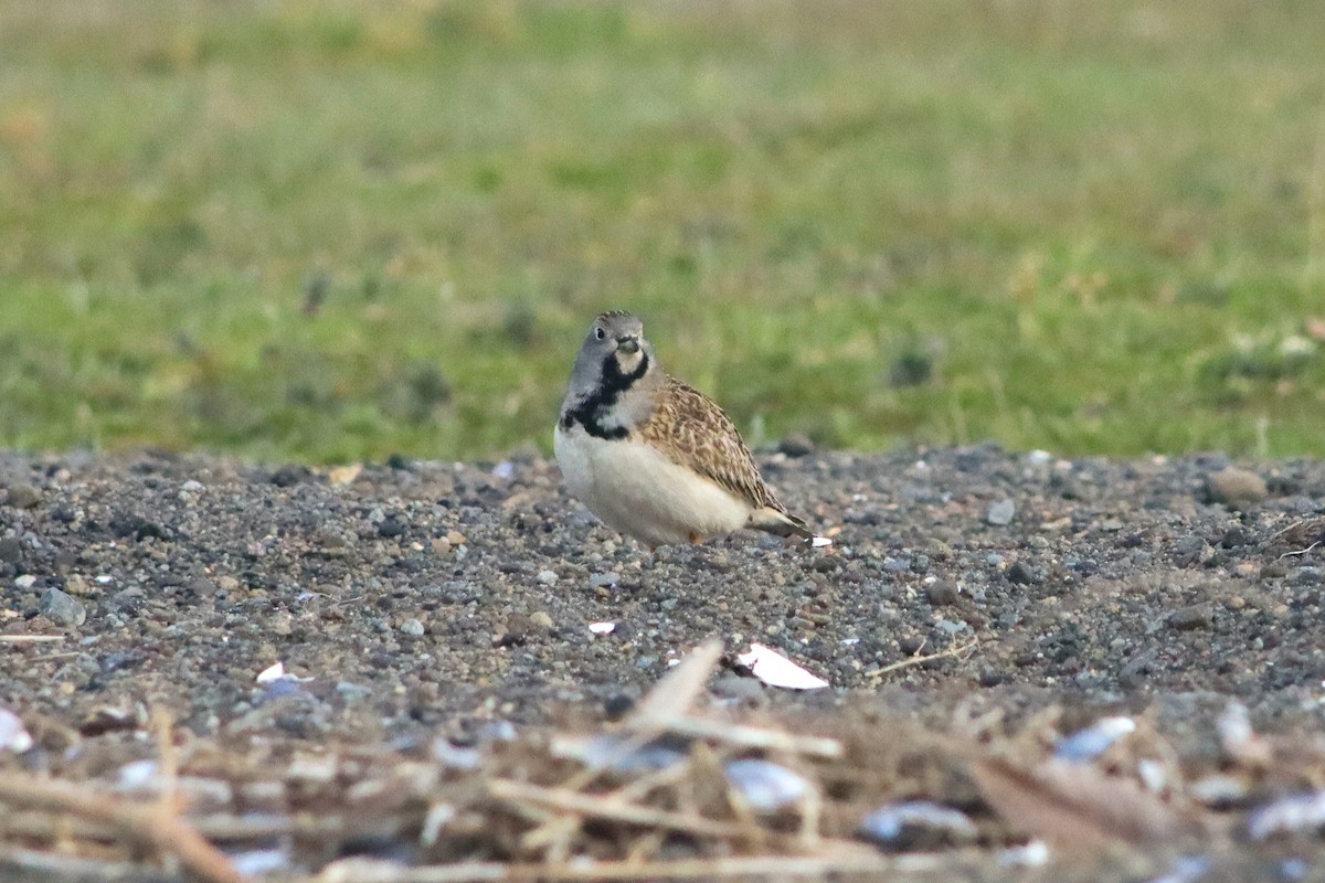 Least Seedsnipe - ML610047296