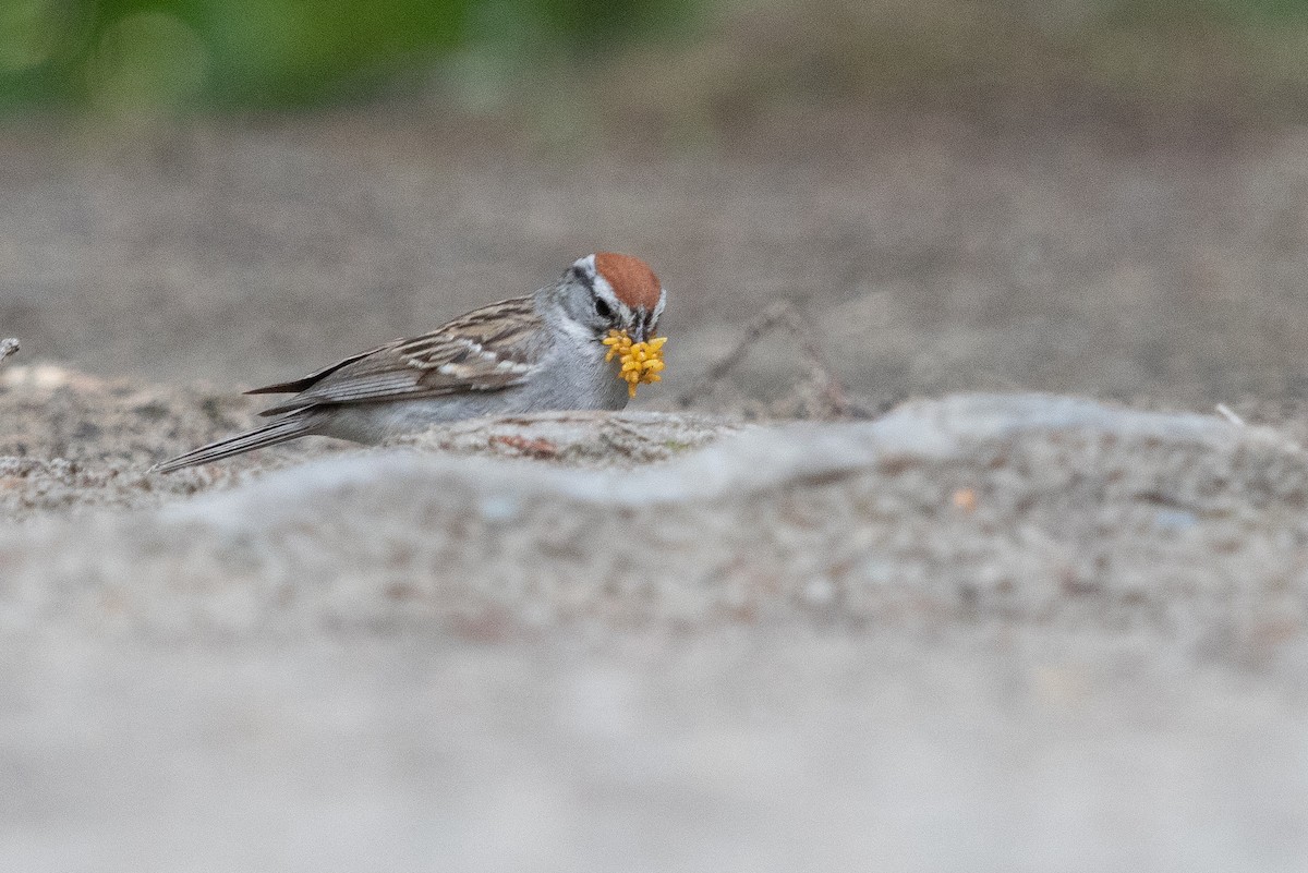 Chipping Sparrow - André Turcot