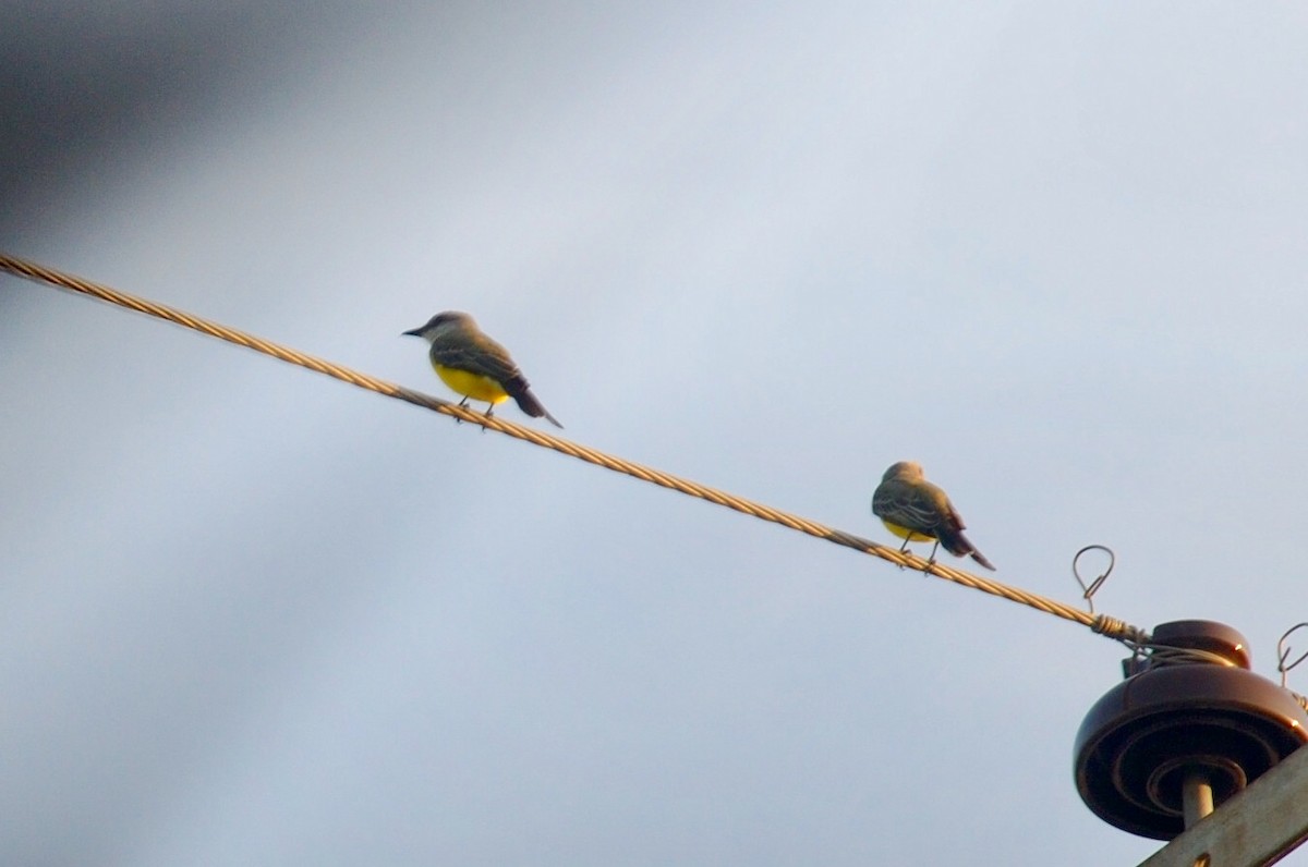 Tropical Kingbird - ML610047338