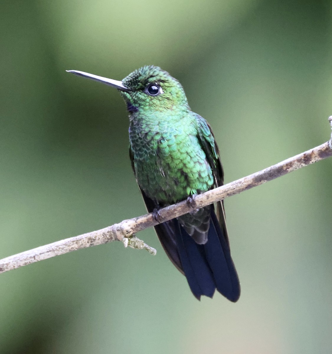 Green-crowned Brilliant - ML610047375