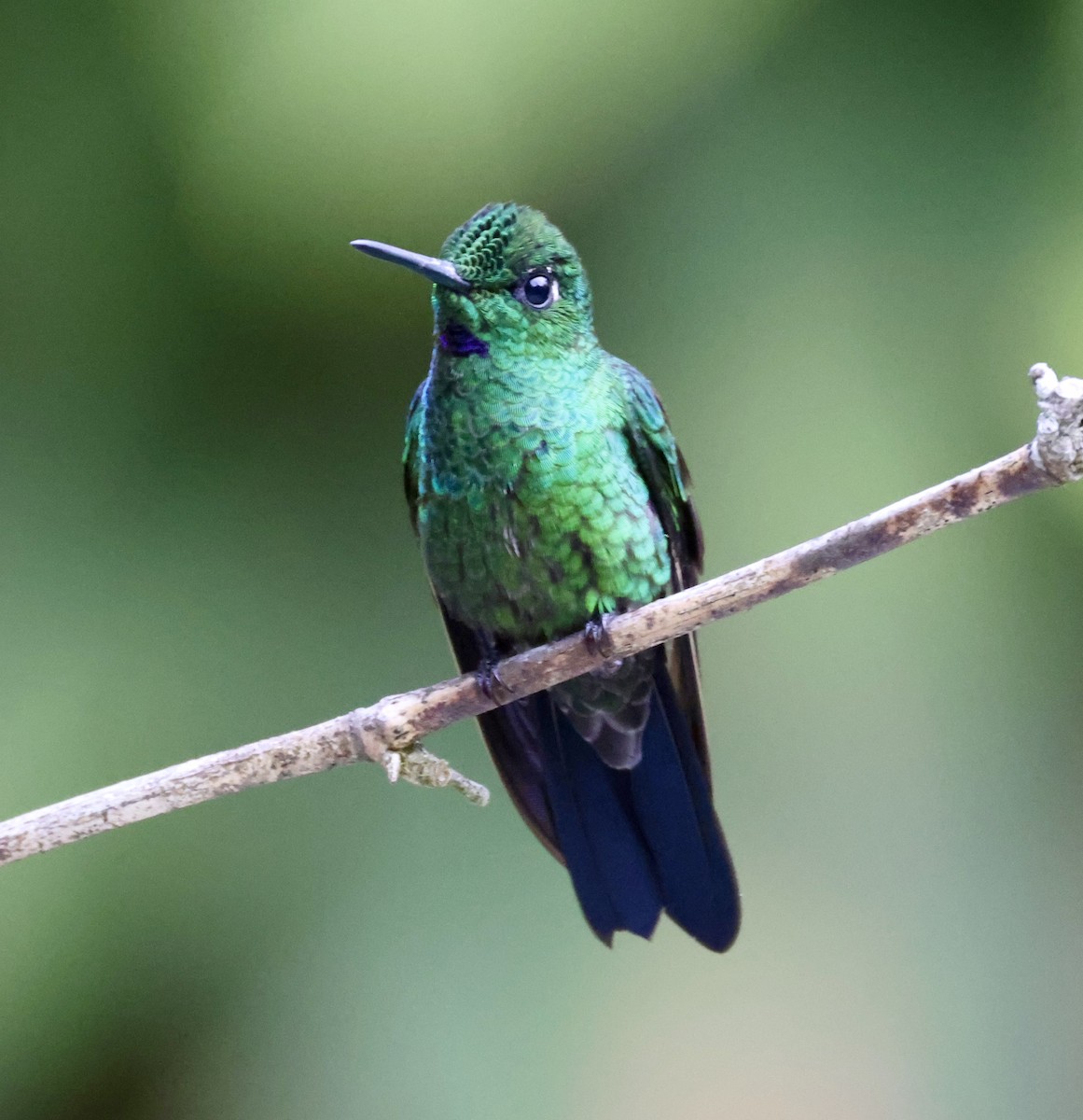 Green-crowned Brilliant - ML610047378