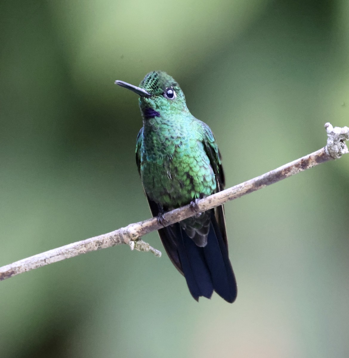 Green-crowned Brilliant - ML610047379