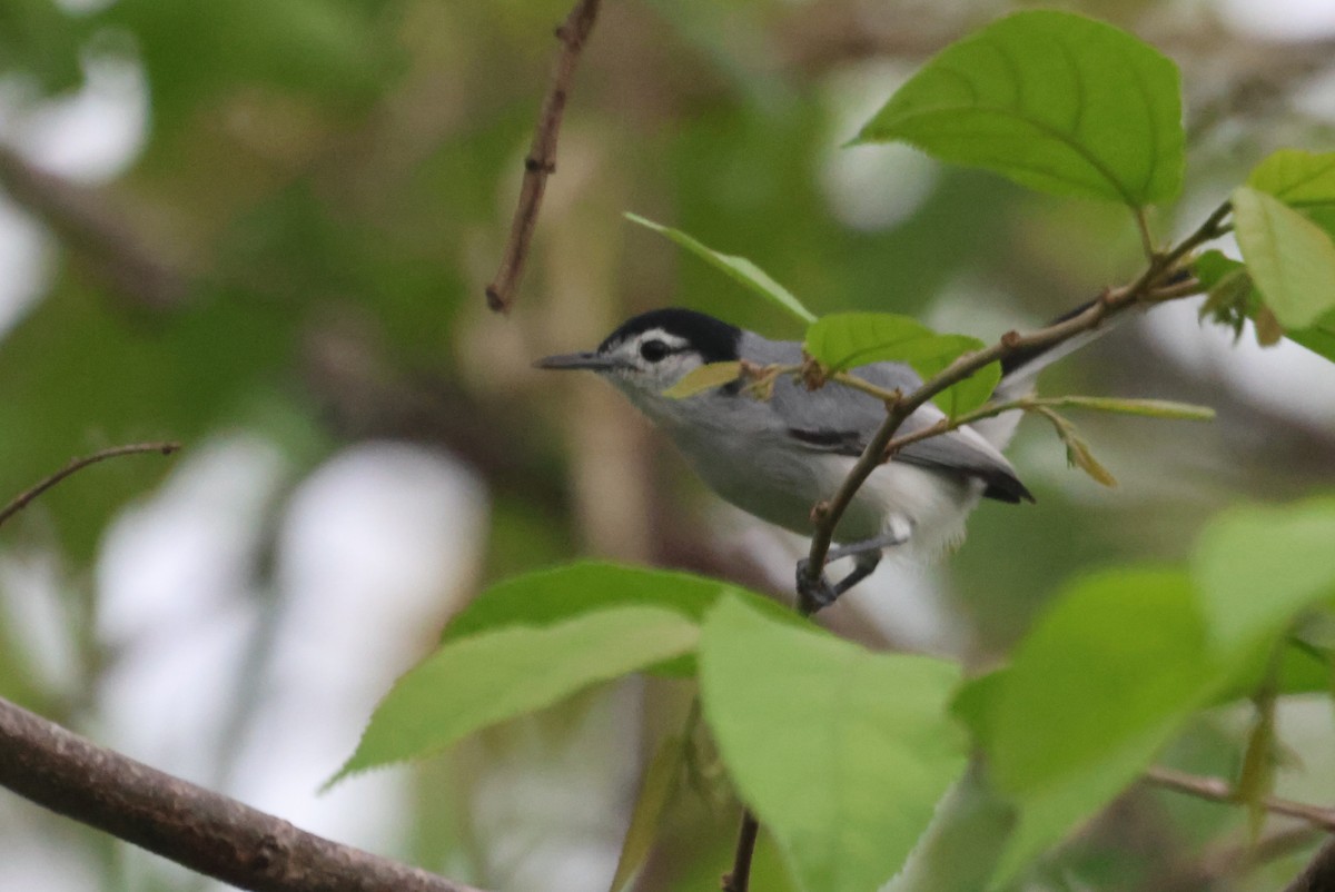 White-browed Gnatcatcher - ML610047395