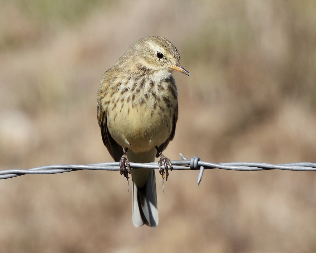 American Pipit - Candice Burke