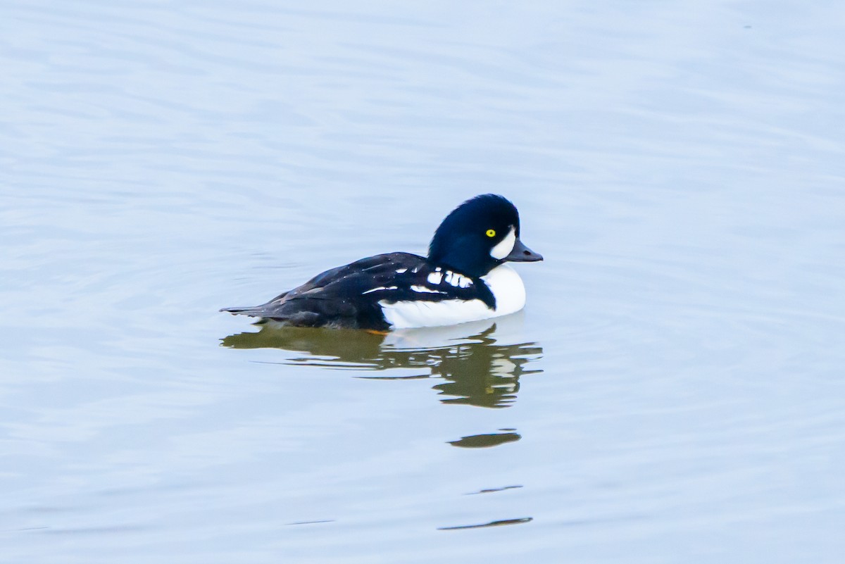 Barrow's Goldeneye - ML610047509