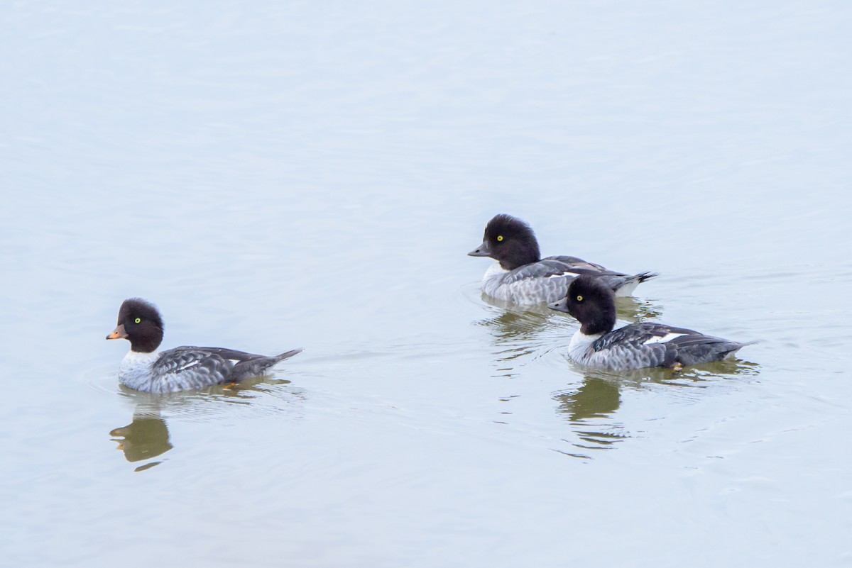 Barrow's Goldeneye - ML610047511