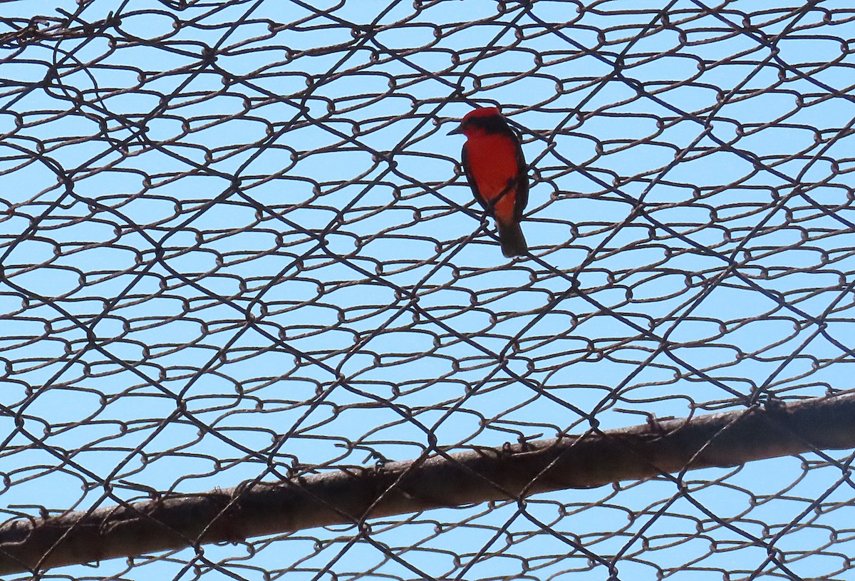 Vermilion Flycatcher - Manuel Pérez R.