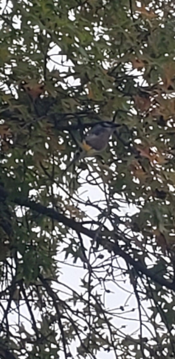 Blue Jay - ML610047620