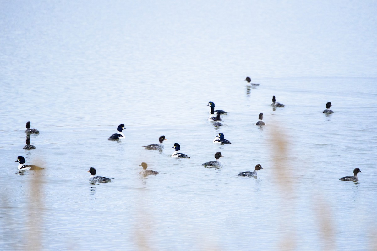 Barrow's Goldeneye - ML610047623