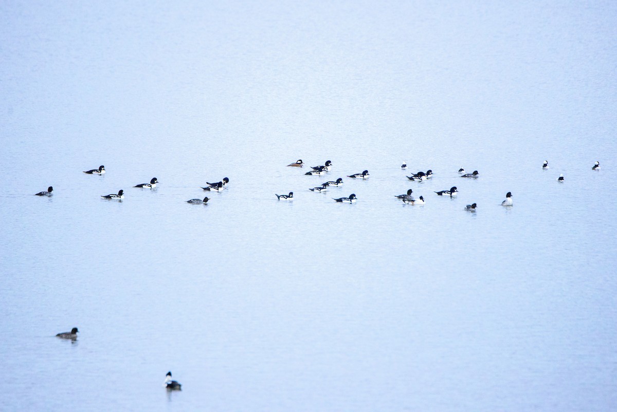 Barrow's Goldeneye - ML610047624