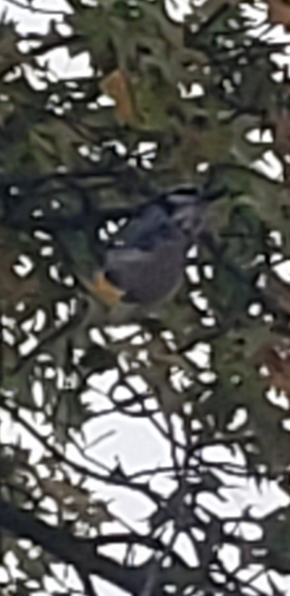 Blue Jay - ML610047647