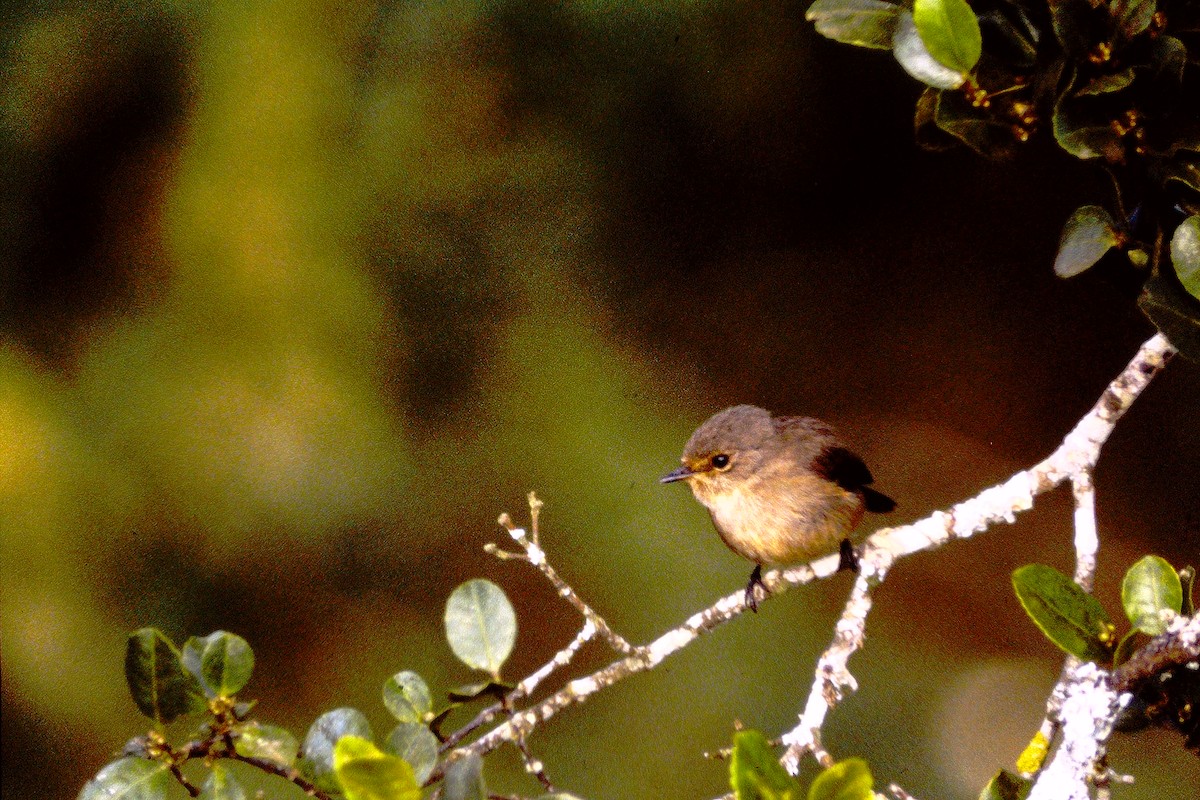 African Dusky Flycatcher - ML610047652