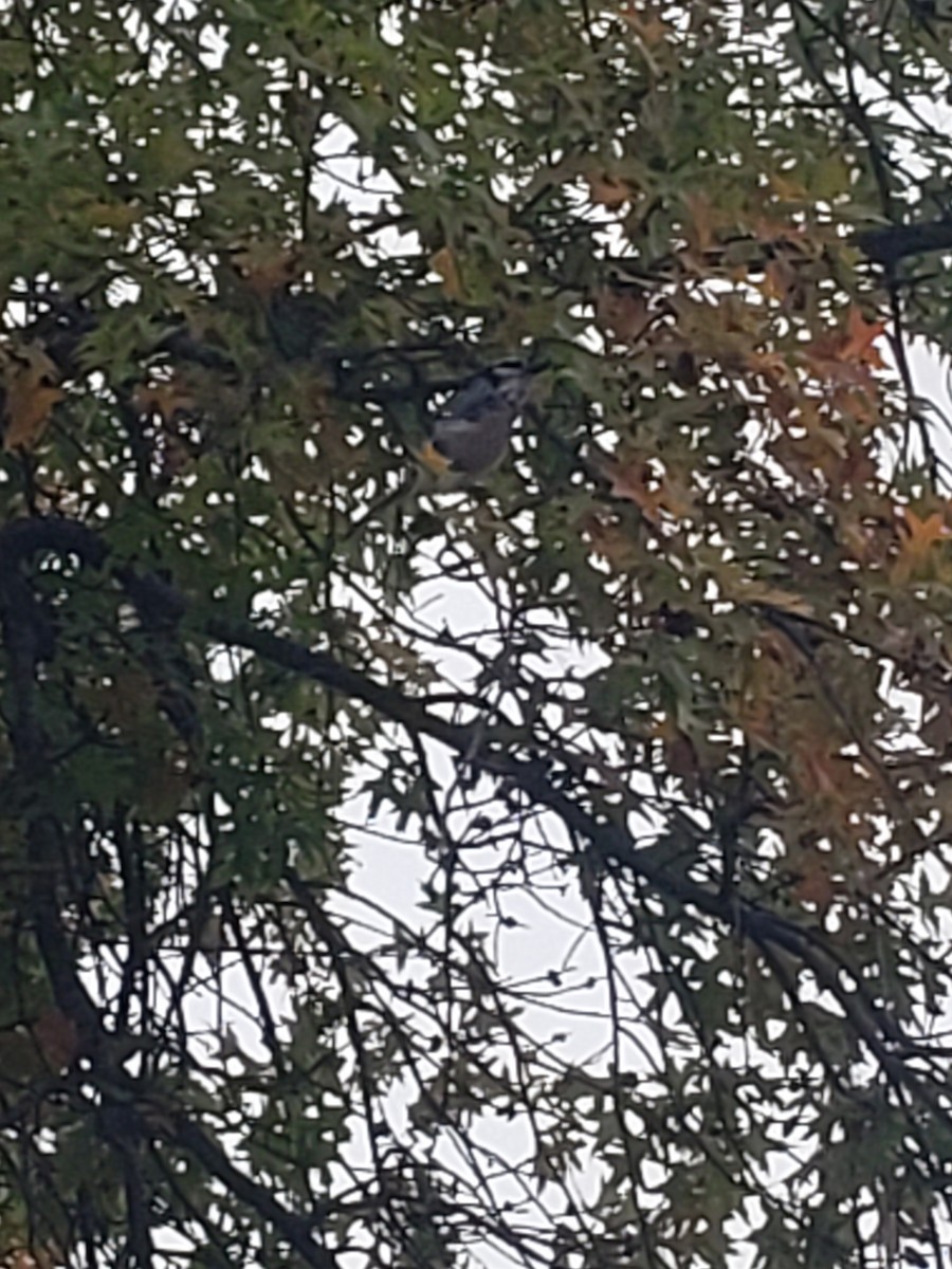 Blue Jay - ML610047655