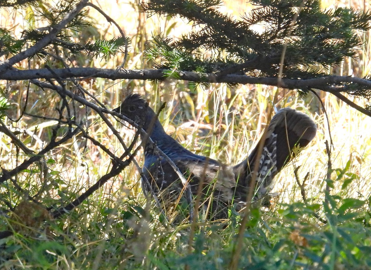 Dusky Grouse - ML610047686