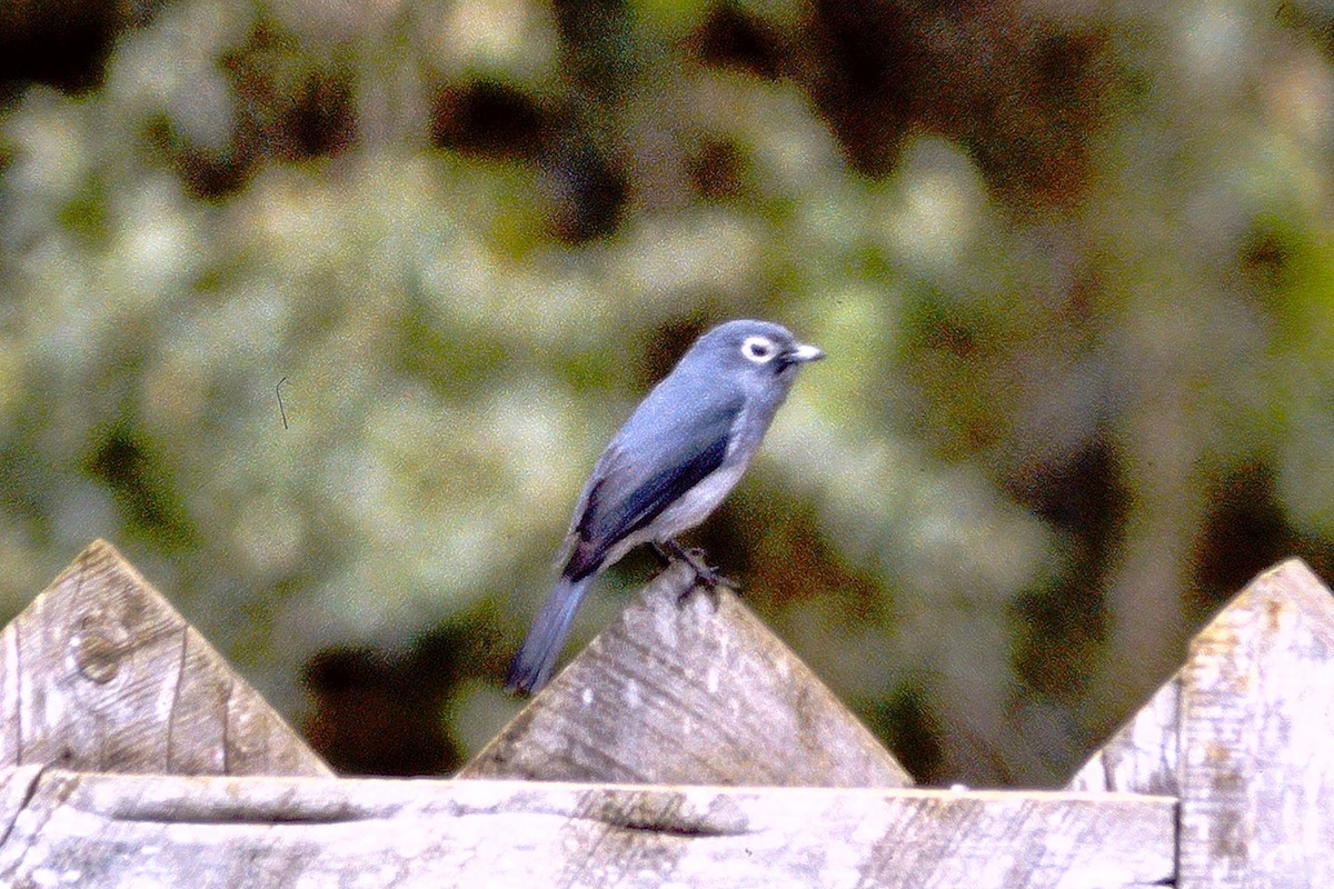 Gözlüklü Drongo Sinekkapanı - ML610047701