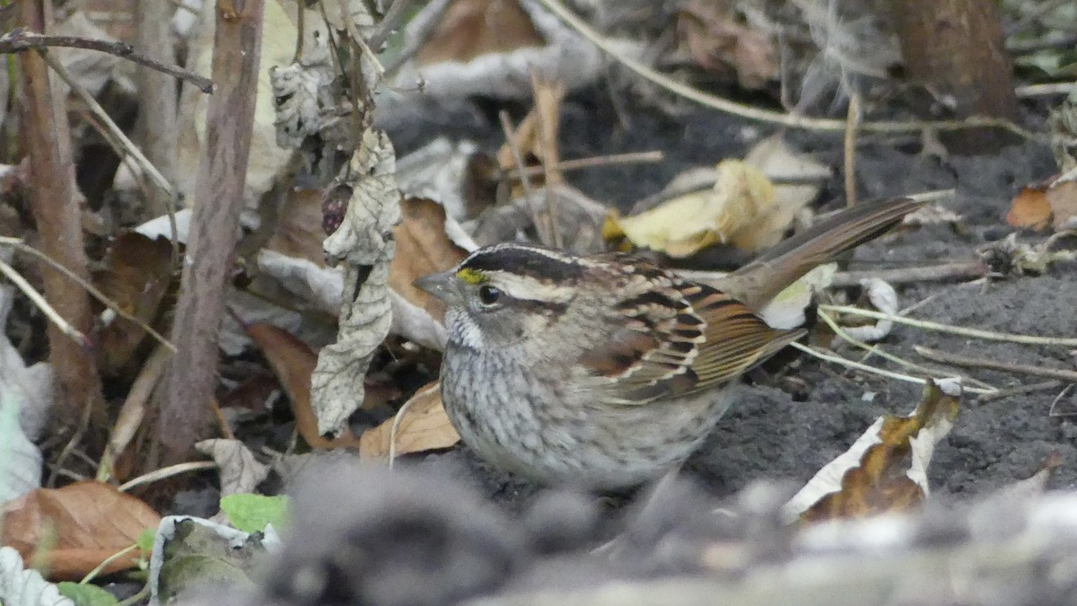 White-throated Sparrow - ML610047821