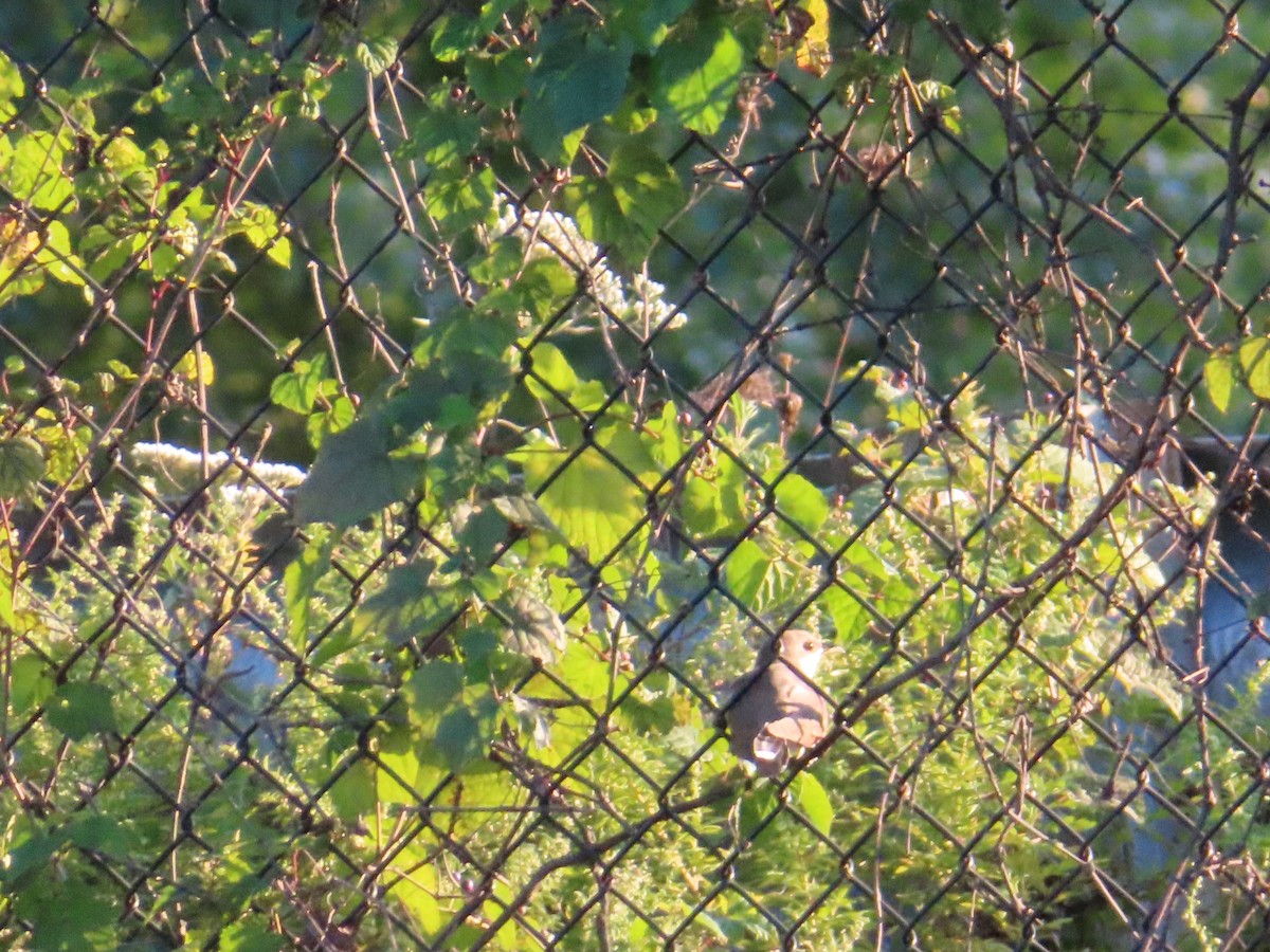 Yellow-billed Cuckoo - ML610047832