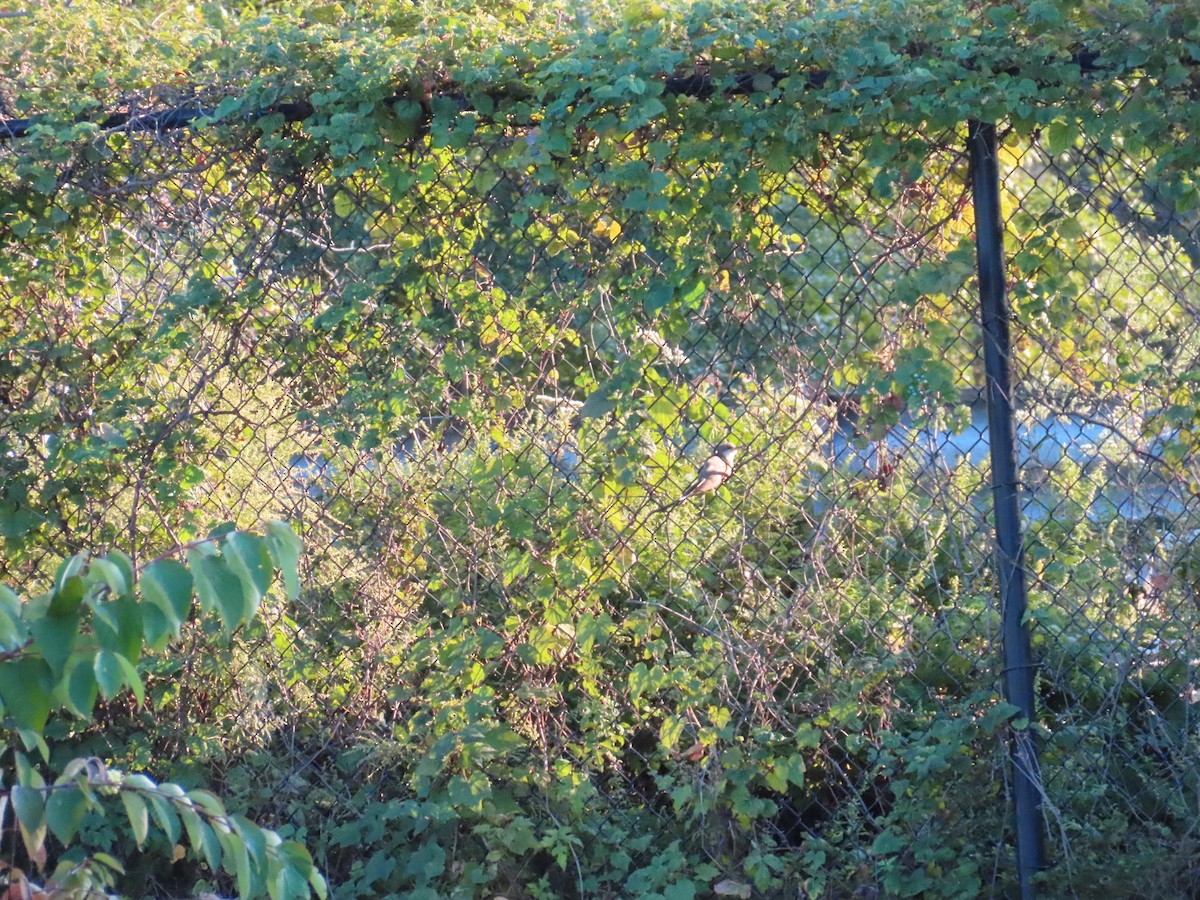 Yellow-billed Cuckoo - ML610047833