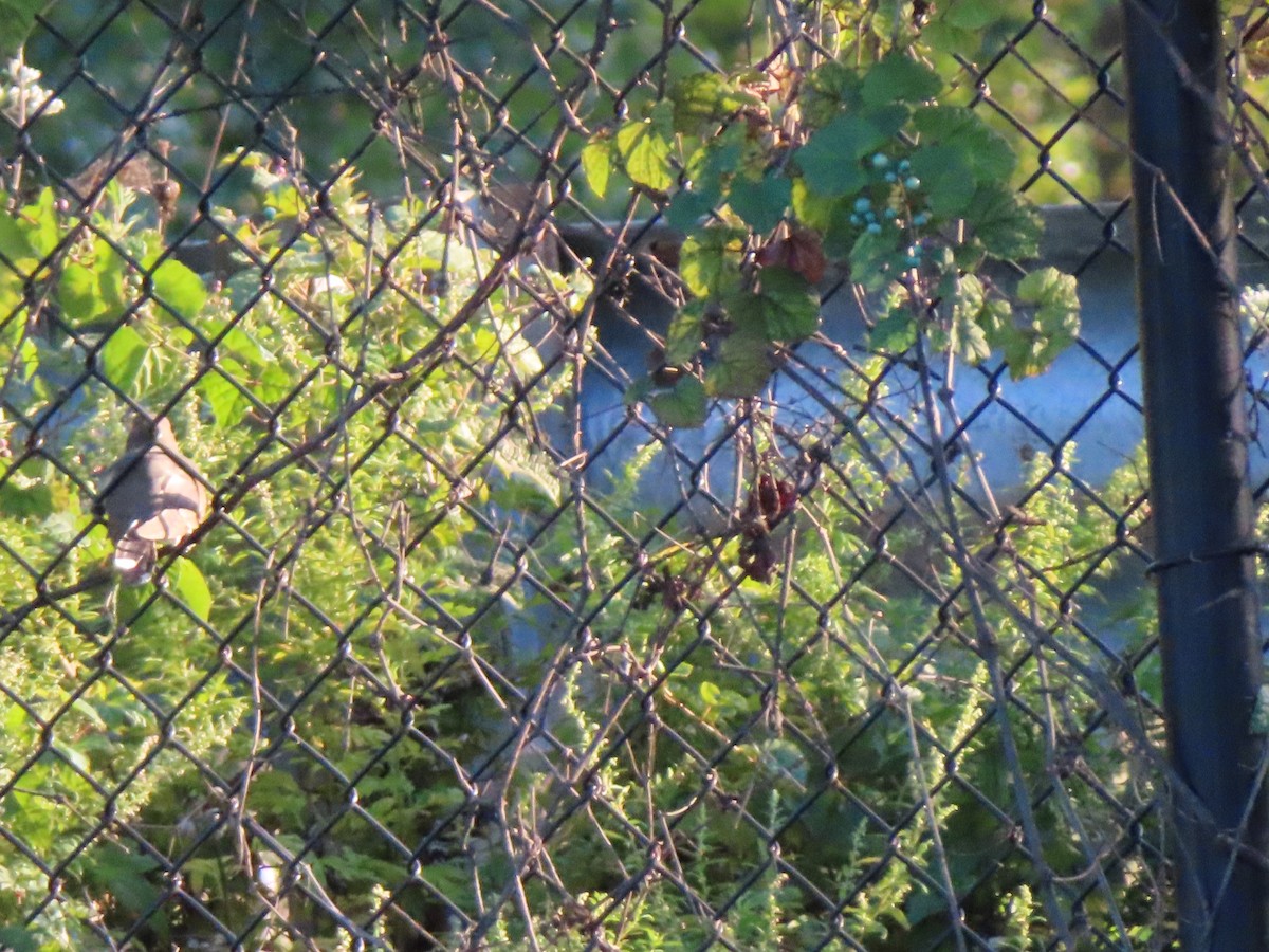 Yellow-billed Cuckoo - ML610047834