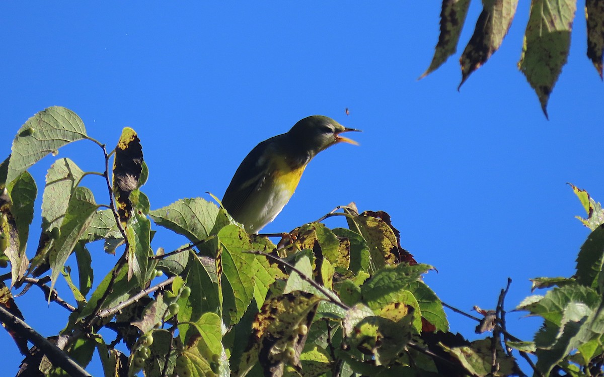 Northern Parula - ML610047840