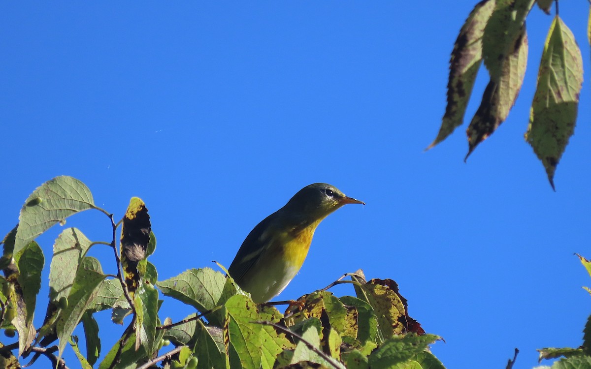 Northern Parula - ML610047841