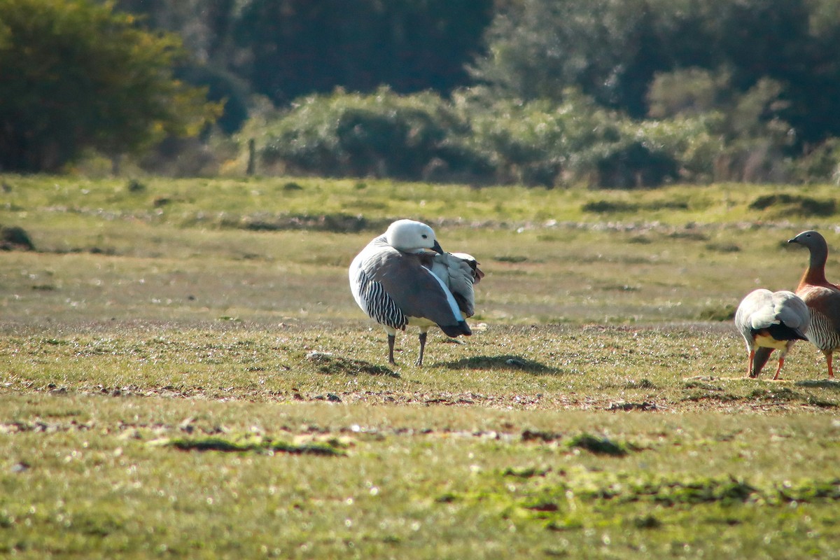 Upland Goose - ML610047844