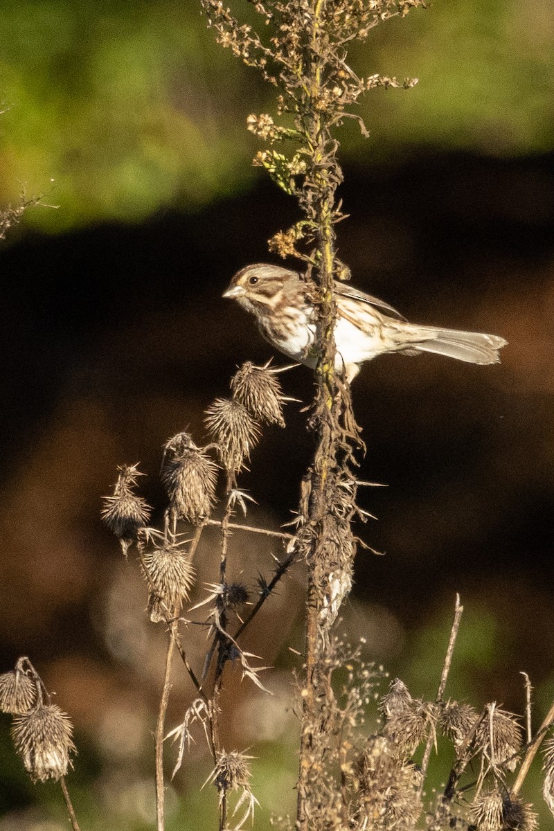 Song Sparrow - ML610047873