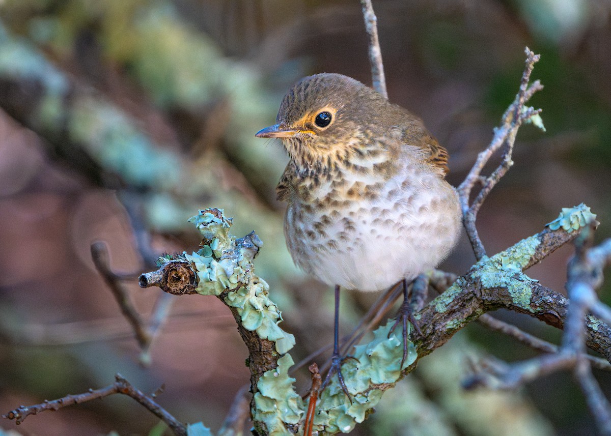 Swainson's Thrush - ML610048023