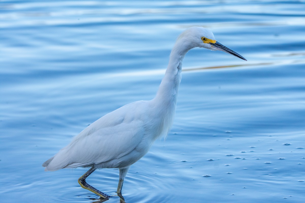 Snowy Egret - Alexis Andrea Verdugo Palma (Cachuditos Birdwatching)