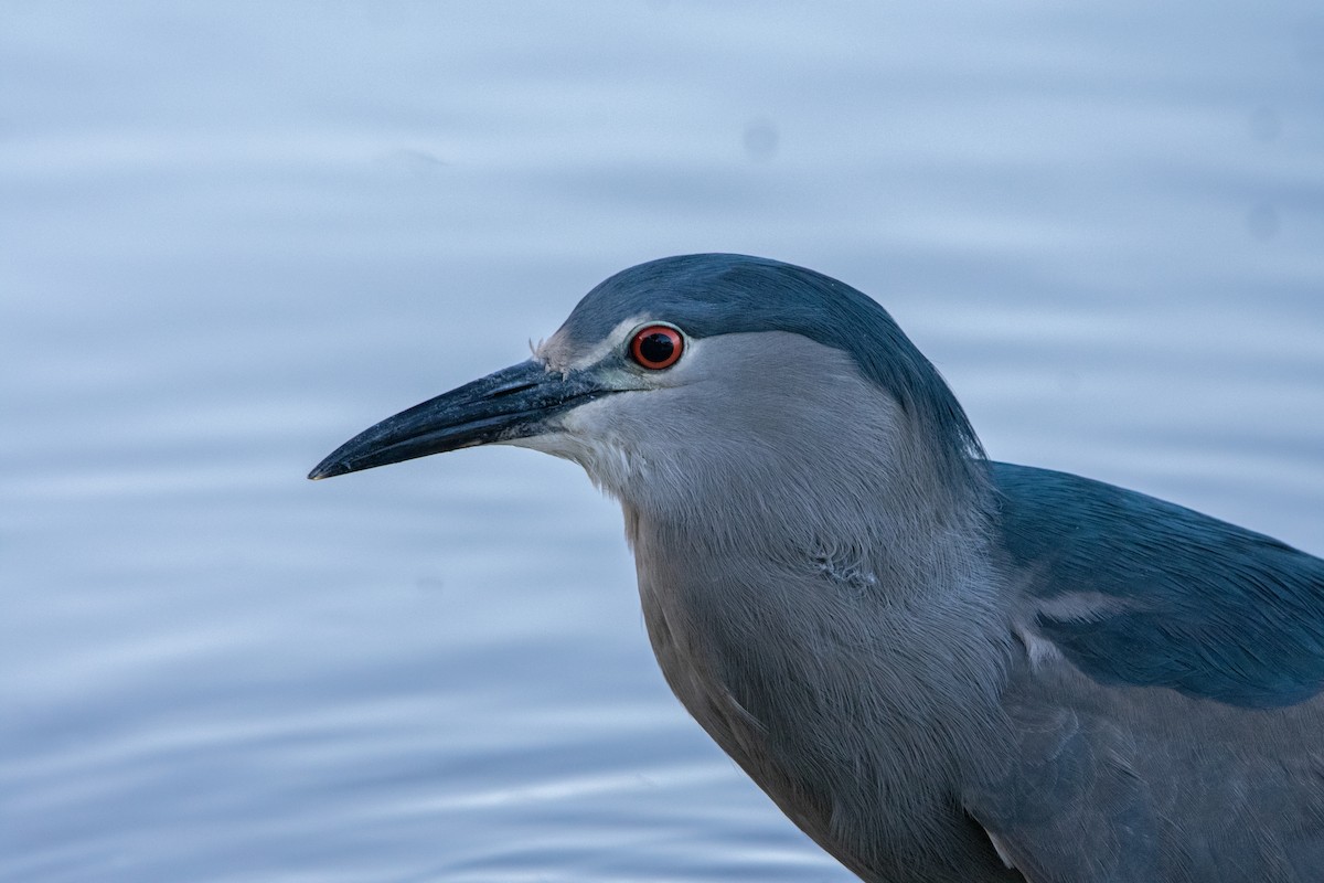 Black-crowned Night Heron - ML610048086